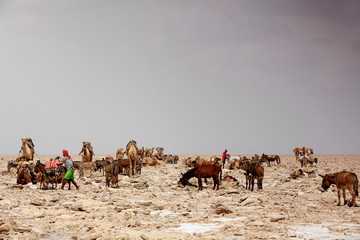 Afar-tigrayan workers loading dromedaries and donkeys. Lake Assale saltern-Danakil-Ethiopia. 0356