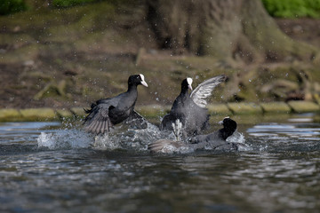 Fototapeta premium Eurasian Coot, Coot, Fulica atra - spring flight. 