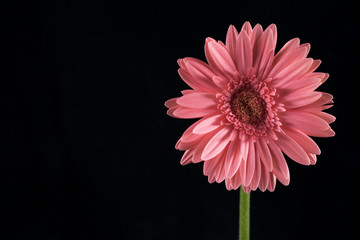 Gerbera rosada