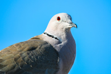 Turtledove on blue sky background
