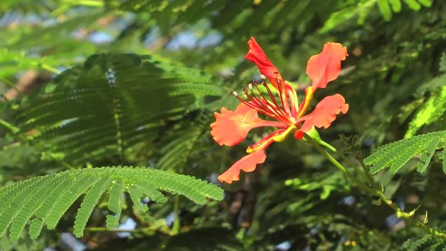 Flower in a bush