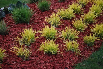 Fototapeten Bordeaux Molinia caerulea & 39 Variegata& 39  auf dem Blumenbeet, Beregnung mit rot gefärbtem Mulch. Zierpflanzen für den Landschaftsbau.  © LuckyRiga