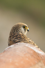 Portrait of female lesser kestrel on a roof. Extremadura (Spain).