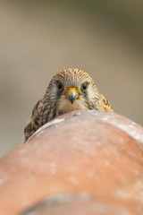 Portrait of female lesser kestrel on a roof. Extremadura (Spain).