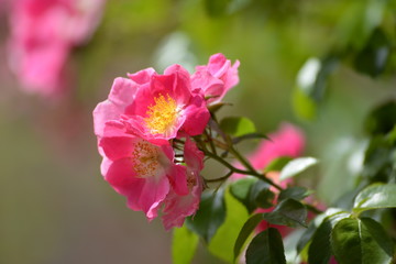 Heckenrose
