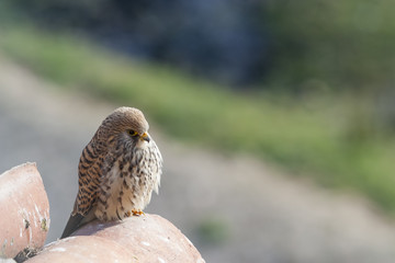 A female lesser kestrel on a roof. Extremadura (Spain).