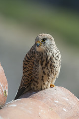A female lesser kestrel on a roof. Extremadura (Spain).