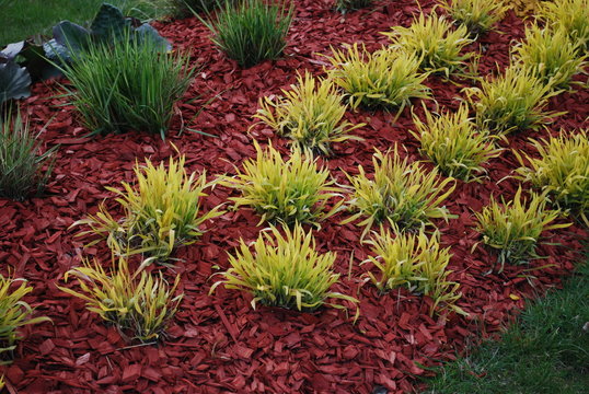 Molinia Caerulea 'Variegata' On The Flower Bed, Sprinkler With Red Dyed Mulch. Ornamental Plants For Landscaping.