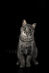 Fototapeta na wymiar Gato gris sobre fondo negro