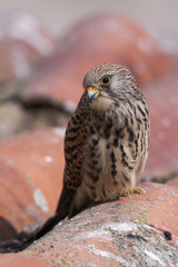 A female lesser kestrel on a roof. Extremadura (Spain).