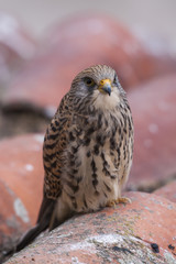 A female lesser kestrel on a roof. Extremadura (Spain).