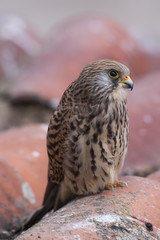 A female lesser kestrel on a roof. Extremadura (Spain).