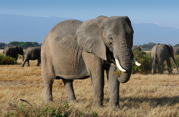 Obraz na płótnie Canvas Elephants family on african savannah in Kenia