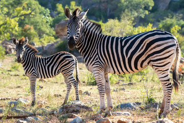 Fototapeta na wymiar Zebra Couple