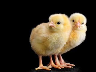 two chicken on a black background