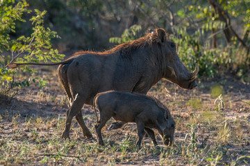 Warthog Pair