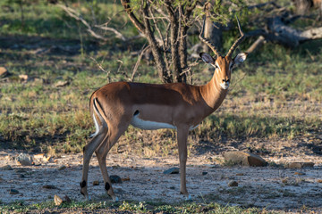 Male Impala