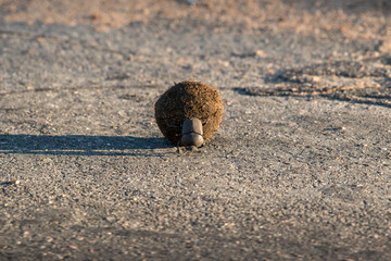 Dung Beetle
