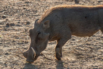 Fototapeta premium Warthog