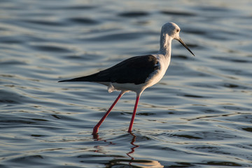 Black Winged Stilt