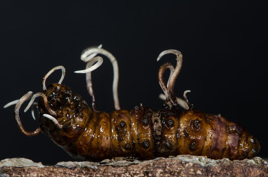 Fungi growing from longhorn beetle larva. Undeveloped fertile heads of Cordyceps entomorrhiza emerging from body of larva of beetle in the family Cerambycidae