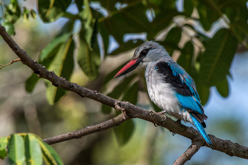 Woodland Kingfisher