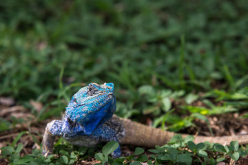 Blue Headed Lizard