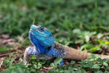 Blue Headed Lizard