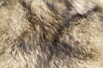 the background texture of the fur pelt of a wild Wolf