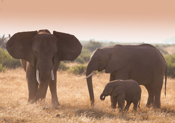 Family elephants on african savannah in misty dusty lights