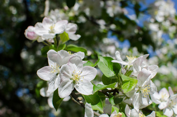 Spring apple tree flowers