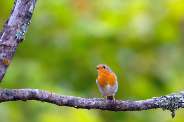 little songbird robin on a dry branch.