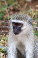 Vervet Monkey