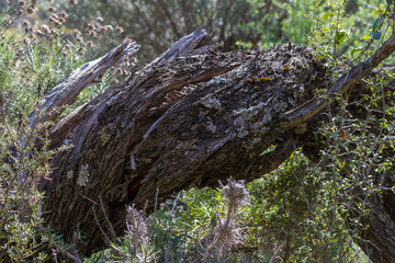 Tree bark with beautiful texture