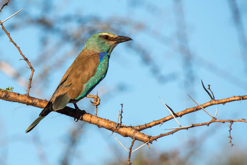 European Roller