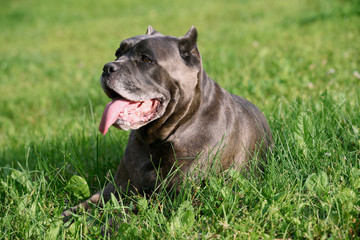 Big dog in the grass