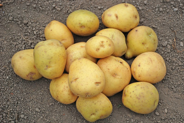 Pile of golden potatoes