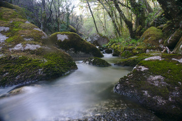 Obraz premium Río en el bosque, Galicia, España