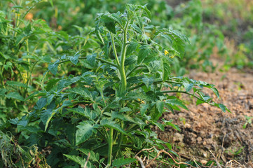 tomato crops in growth at garden