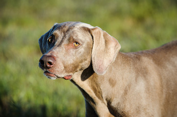 Portrait of Weimaraner against mute green grass