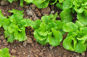 green lettuce crops in growth at vegetable garden