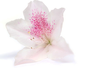 Japanese azalea flower close up in white #2