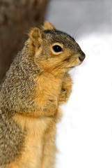 Eastern Gray Squirrel (Sciurus carolinensis)