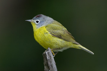 Nashville Warbler (Vermivora ruficapilla)