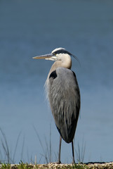 Great Blue Heron (Ardea herodias)