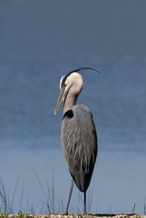 Great Blue Heron (Ardea herodias)