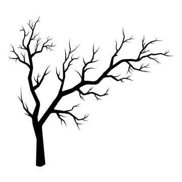 Vector silhouette of spreading tree isolated on white backdrop.