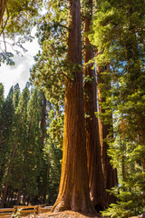 Giant Sequoia Tree, Giant Forest, California USA