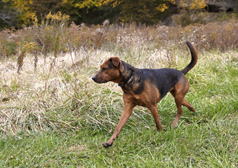 Boxer Shepherd mixed breed dog running through a field of tall grass