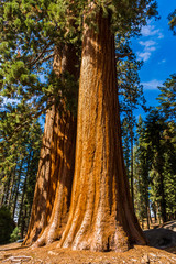 Giant Sequoia Tree, Giant Forest, California USA